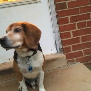 Meet your Posher, Bailey